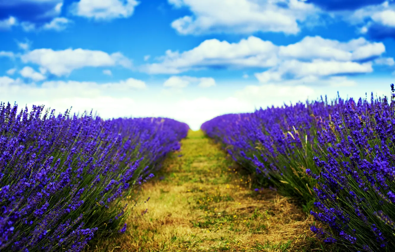 Photo wallpaper field, nature, flowers, blur, trail, lavender