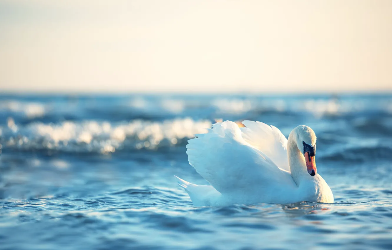Photo wallpaper white, water, bird, swans, pond, swimming, bokeh
