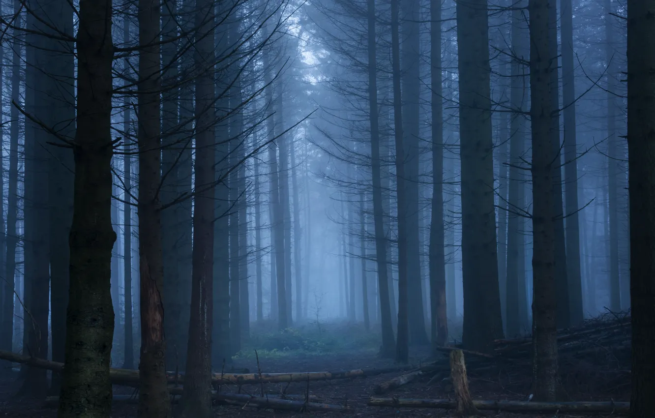 Photo wallpaper forest, trees, nature, fog, England, England, Hertfordshire, Hertfordshire