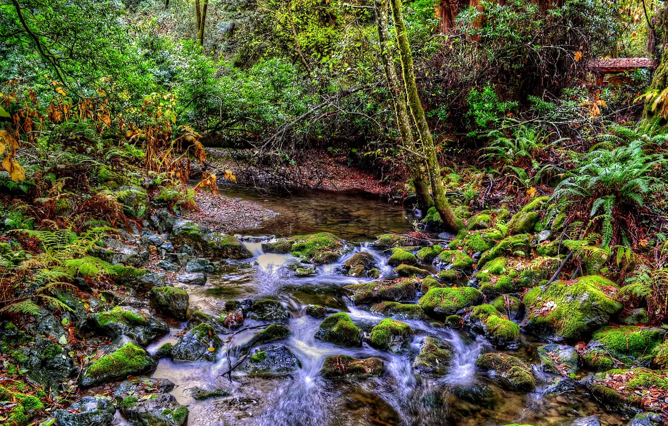 Photo wallpaper forest, stream, stones, stream