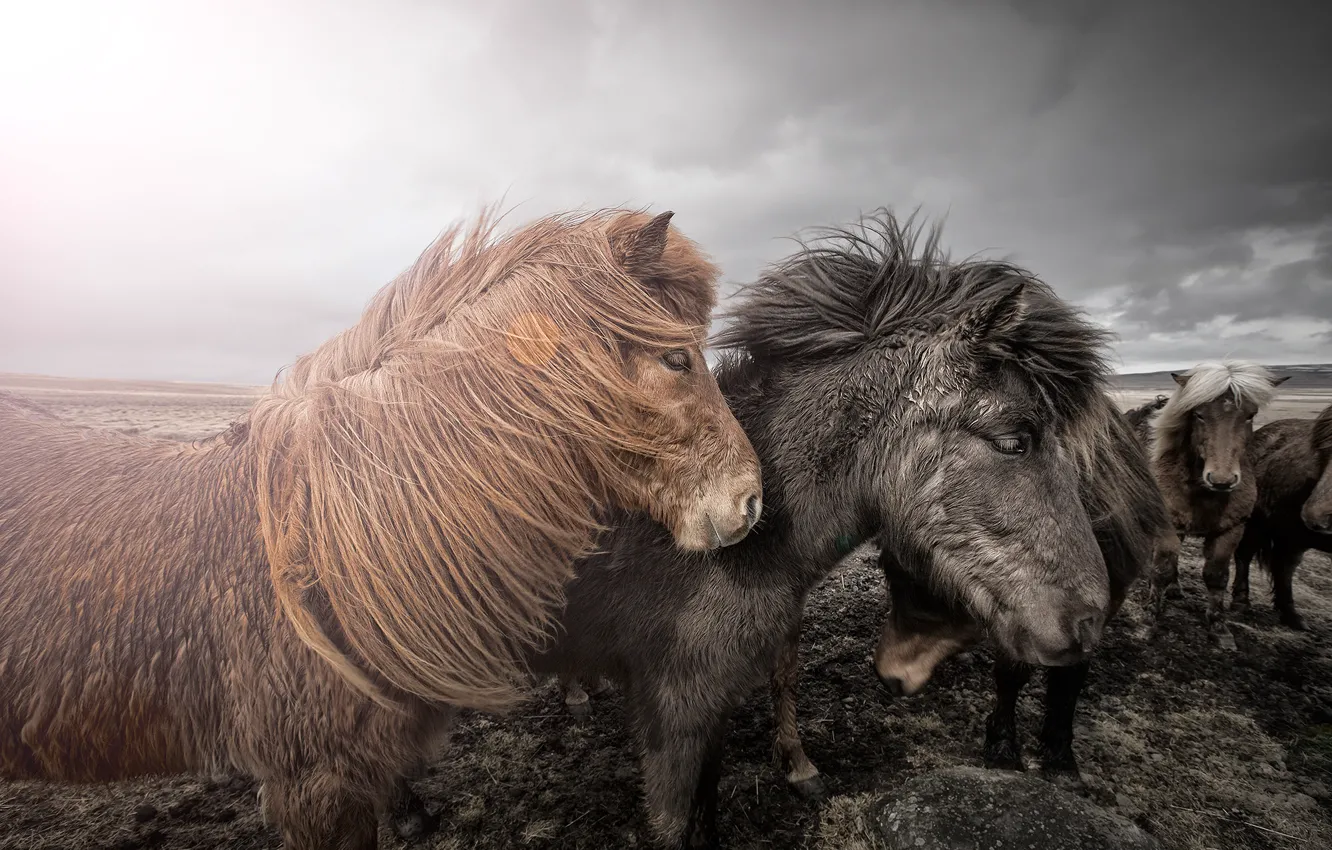 Photo wallpaper clouds, sunset, horse, horizon