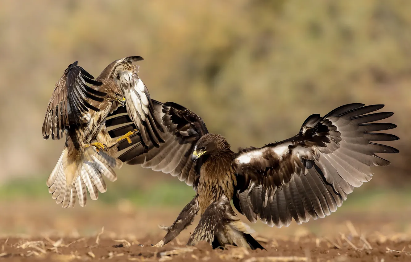 Photo wallpaper birds, nature, predators, fight, Michael Faiman