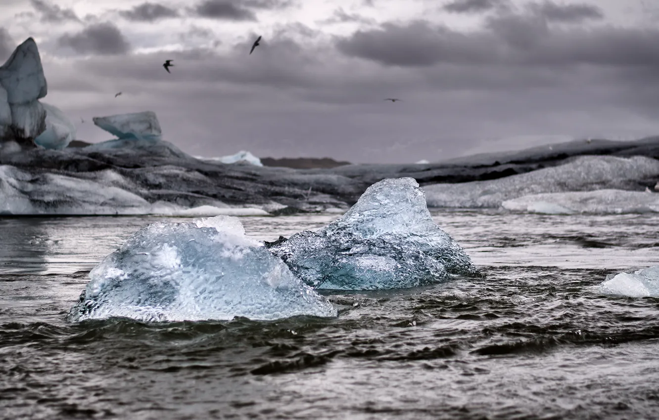 Photo wallpaper sea, storm, seagulls, iceberg, ice