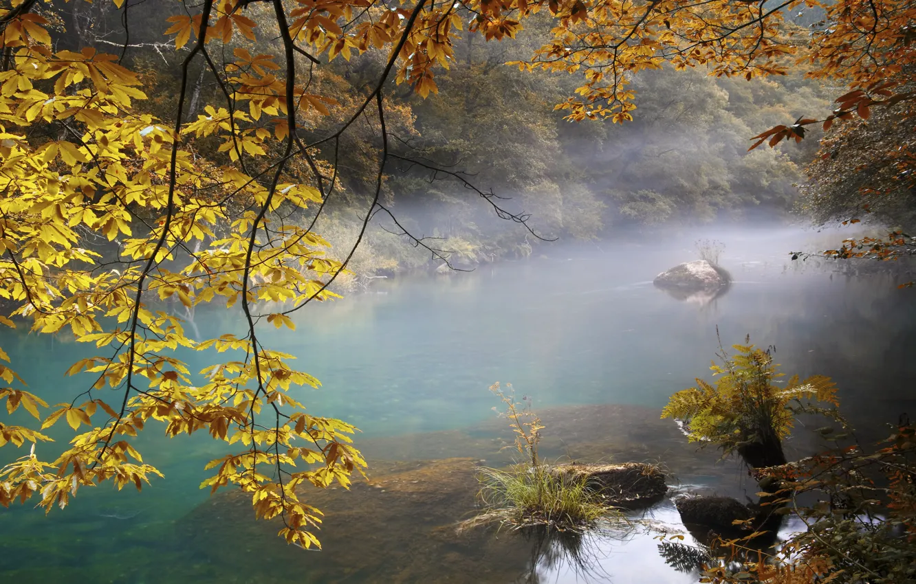 Photo wallpaper autumn, forest, leaves, trees, branches, fog, river