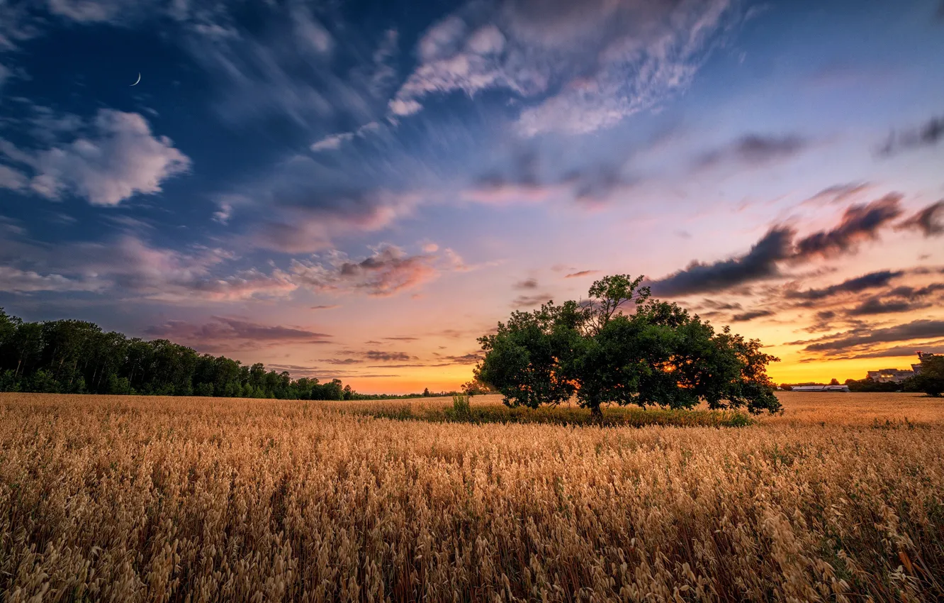 Photo wallpaper field, summer, trees, sunset