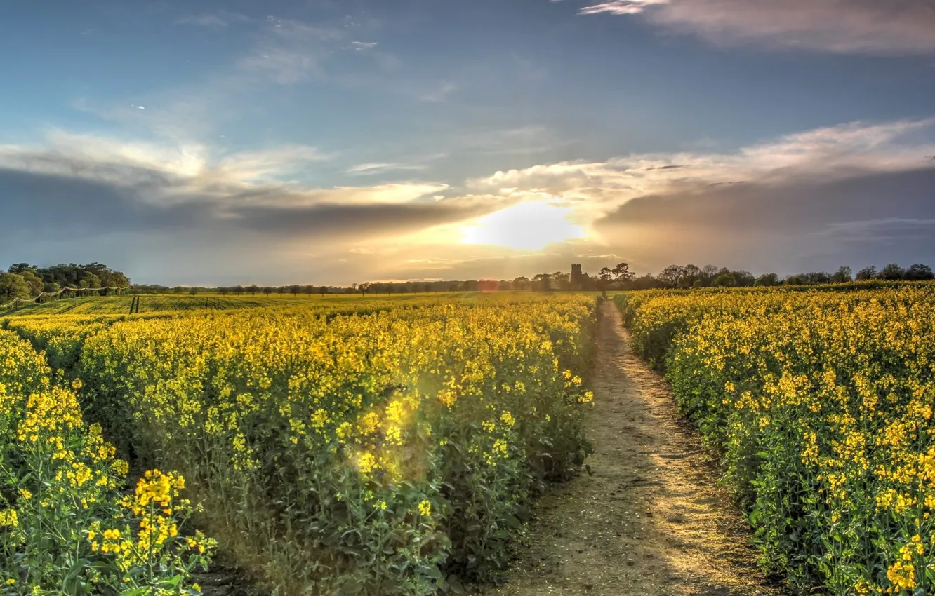 Photo wallpaper field, spring, meadow, sun