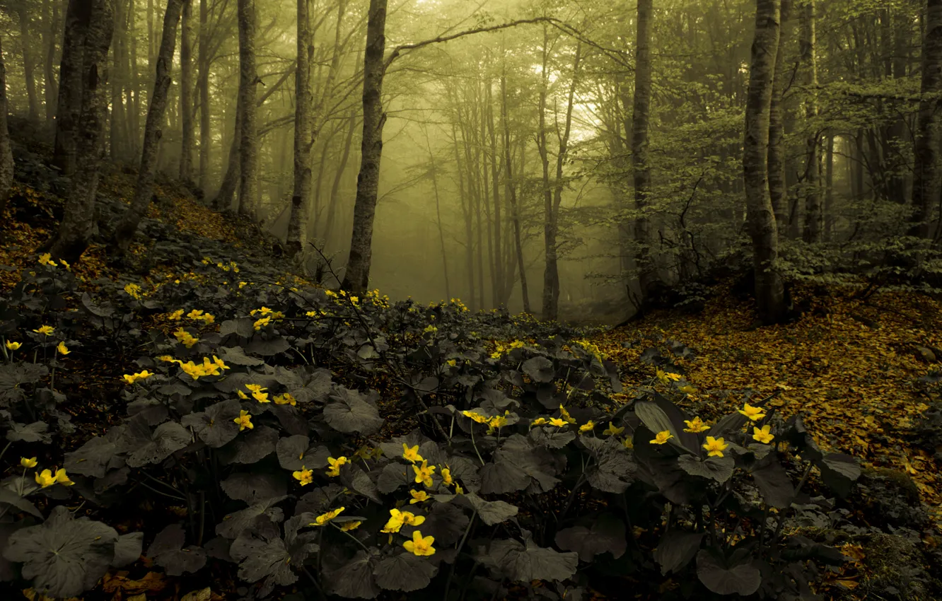 Photo wallpaper forest, flowers, nature, haze