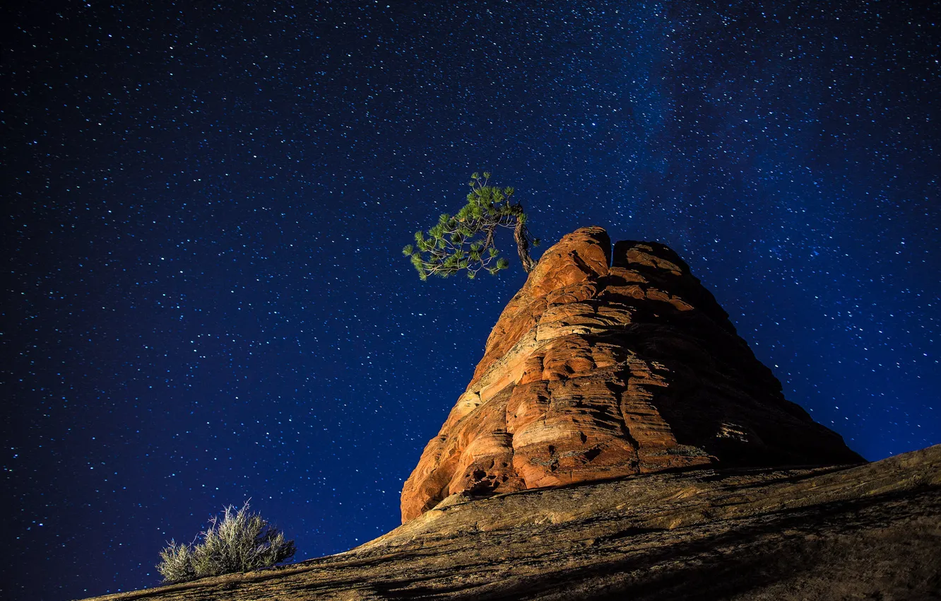 Photo wallpaper the sky, stars, trees, night, nature, rocks