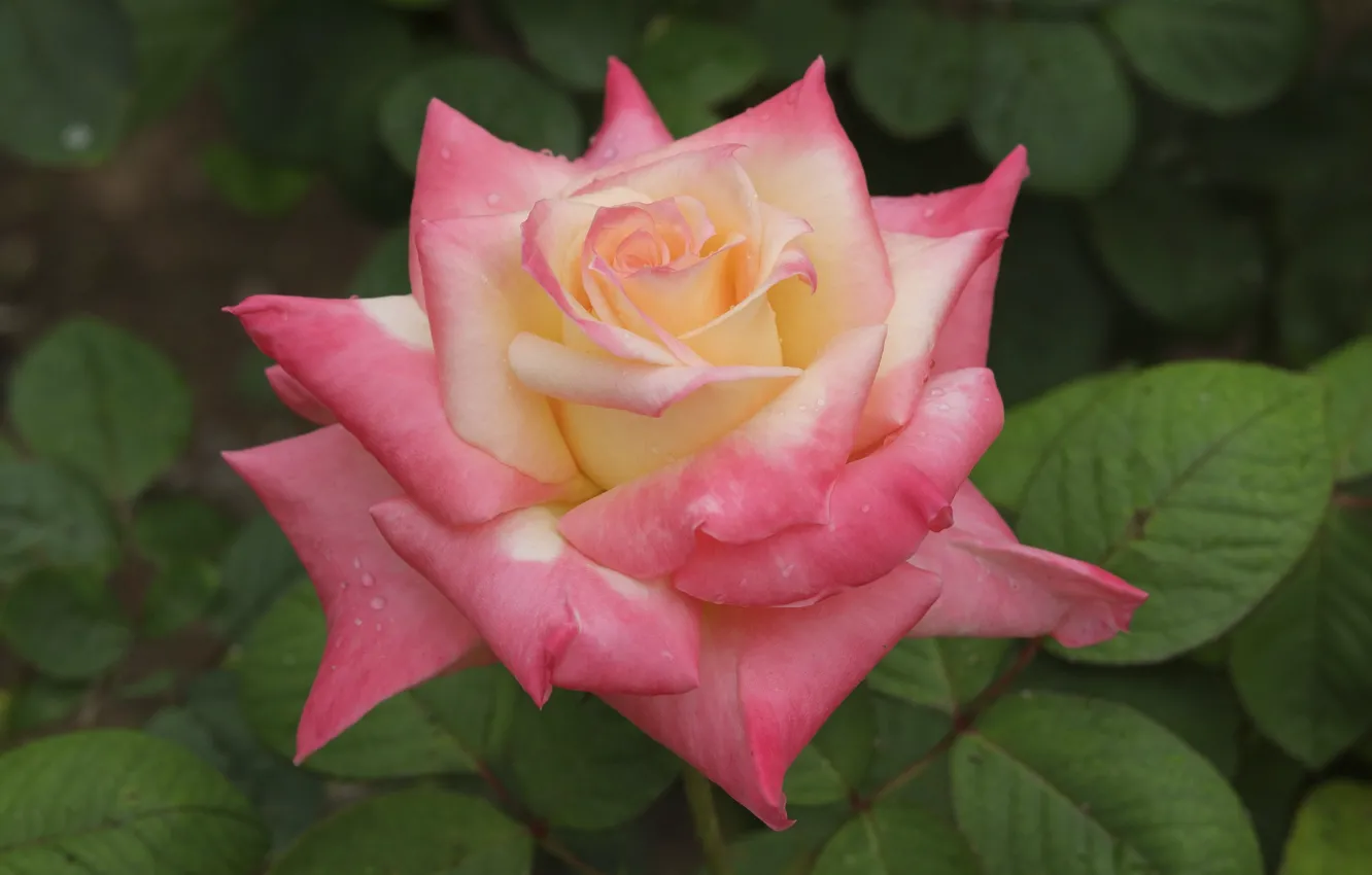 Photo wallpaper summer, roses, buds, flowering, the bushes