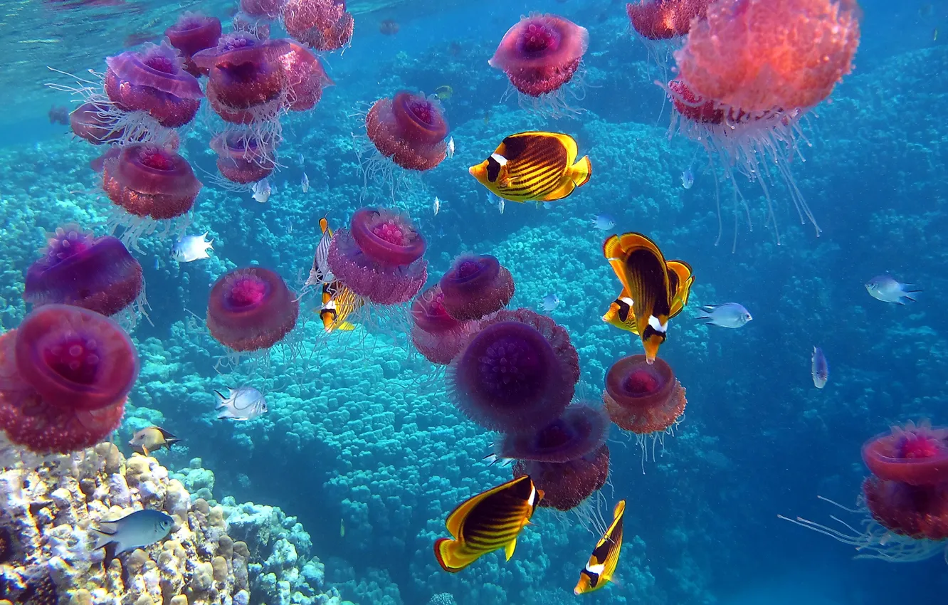 Photo wallpaper sea, the ocean, fish, corals, jellyfish, underwater world