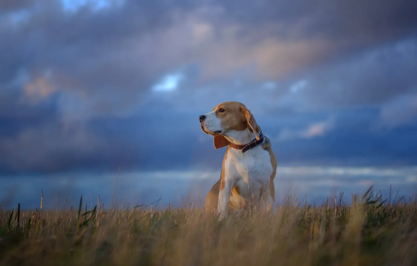 Photo wallpaper field, nature, dog, puppy