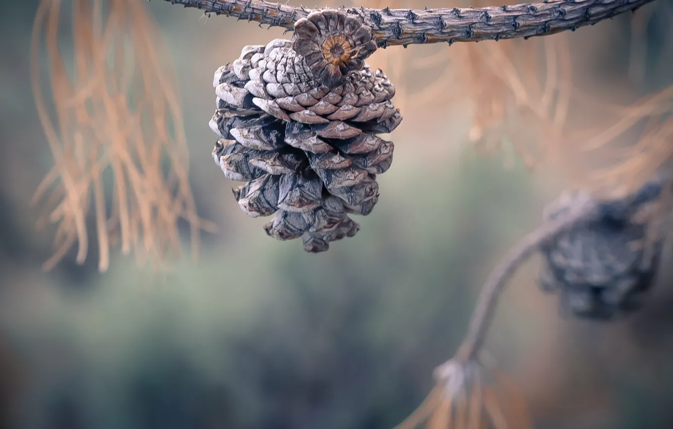 Photo wallpaper macro, branches, bumps, bokeh