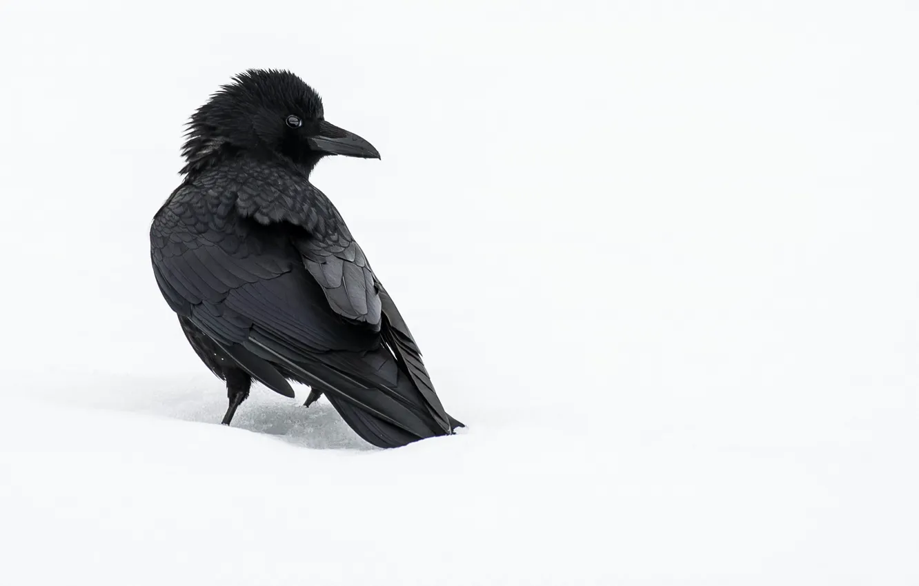 Photo wallpaper winter, snow, bird, Raven, crow