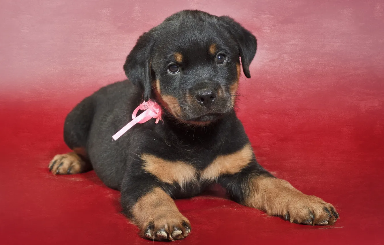 Photo wallpaper background, dog, puppy