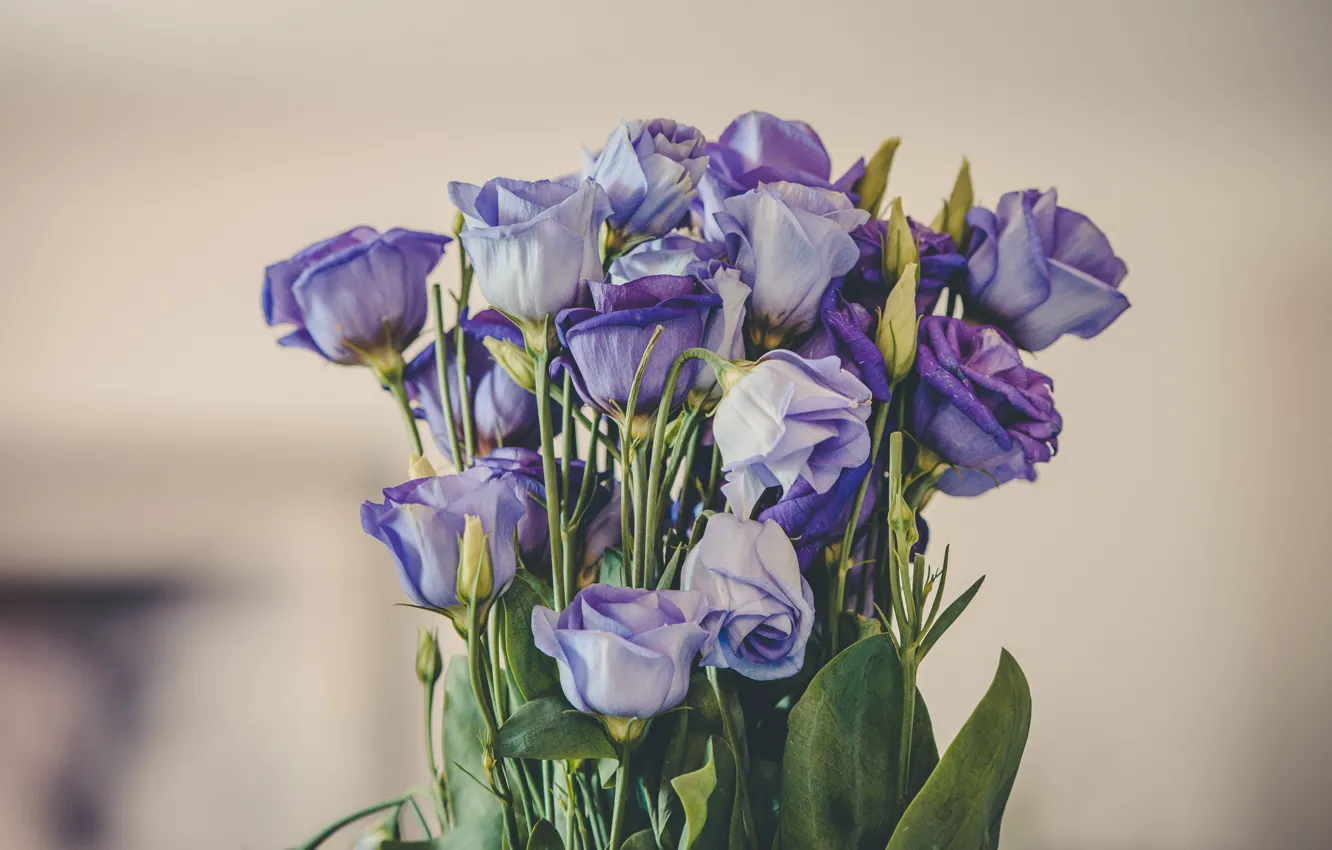 Photo wallpaper purple, leaves, flowers, background, bouquet, buds, lilac, eustoma