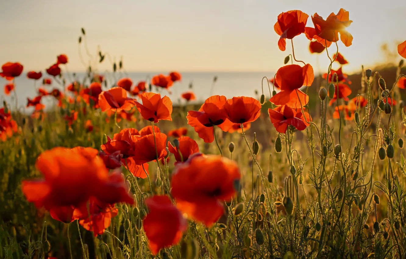 Photo wallpaper summer, light, flowers, red, Maki, poppy field