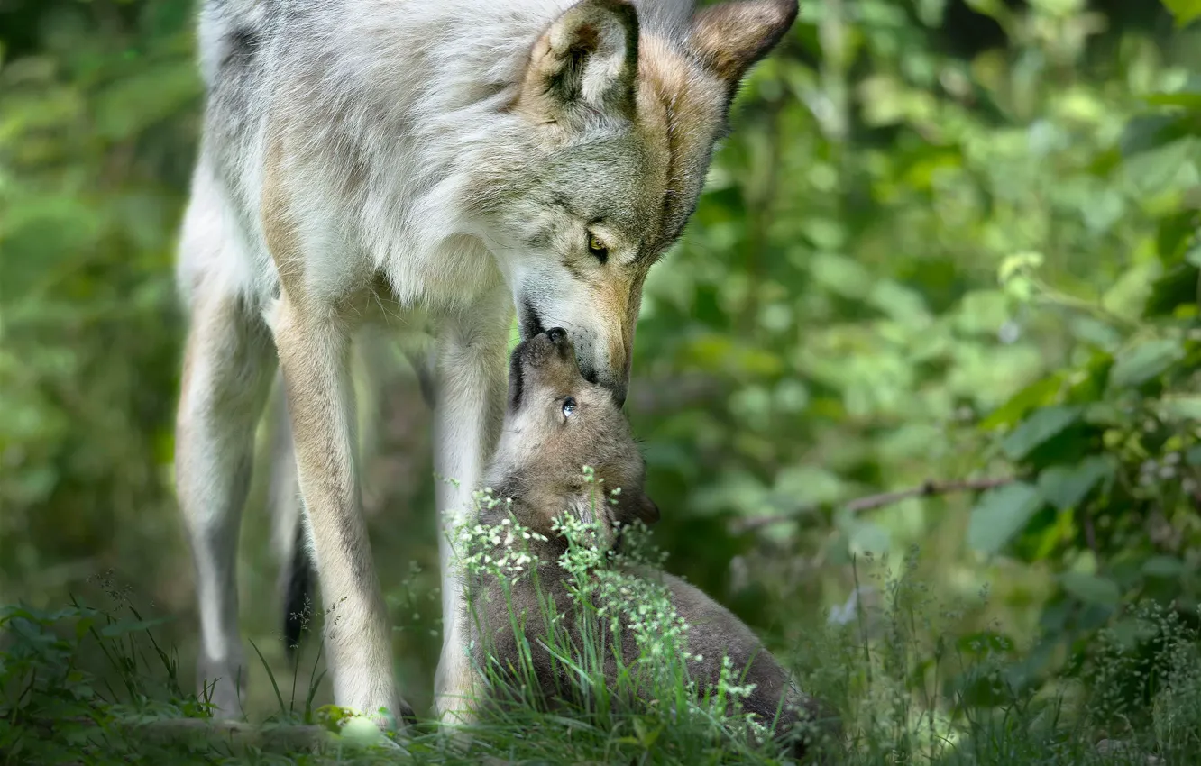 Photo wallpaper care, wolf, wildlife, the cub