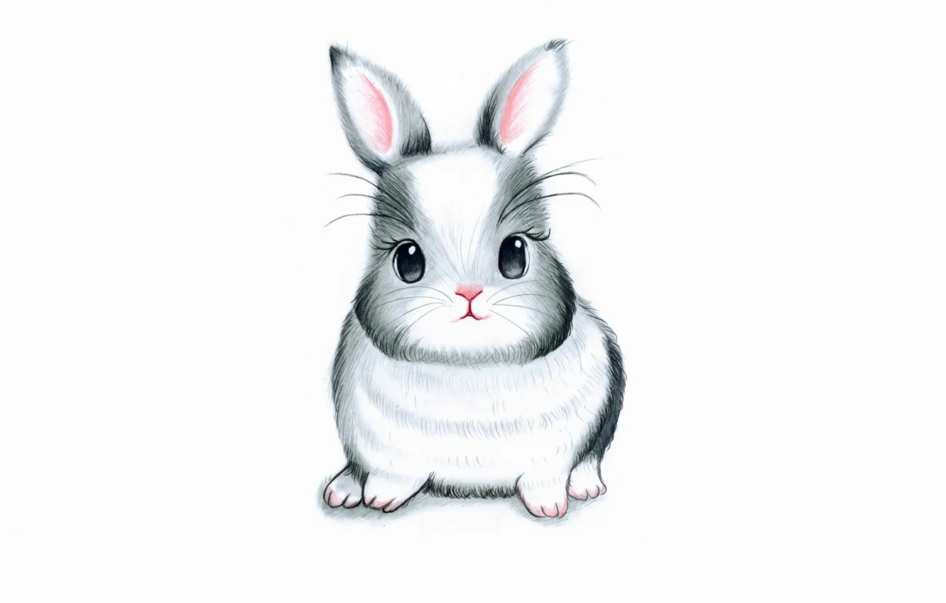 Photo wallpaper hare, rabbit, white background, rabbit, bunny