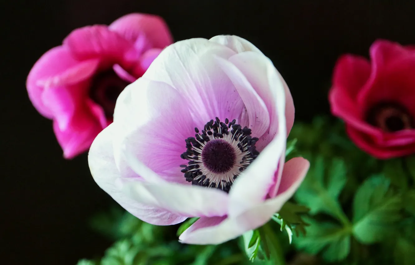 Photo wallpaper macro, petals, anemones, anemone