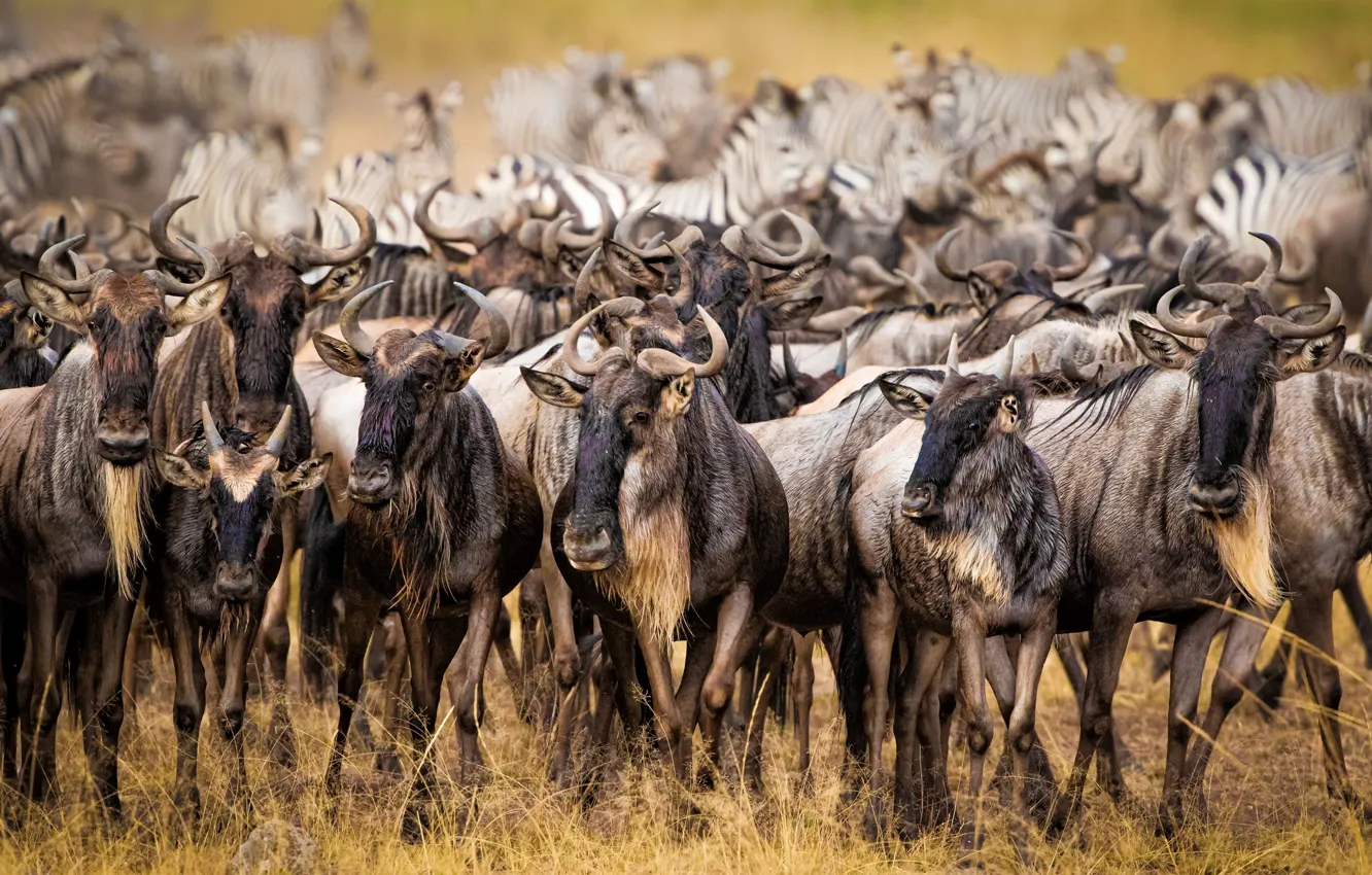 Photo wallpaper nature, Africa, antelope