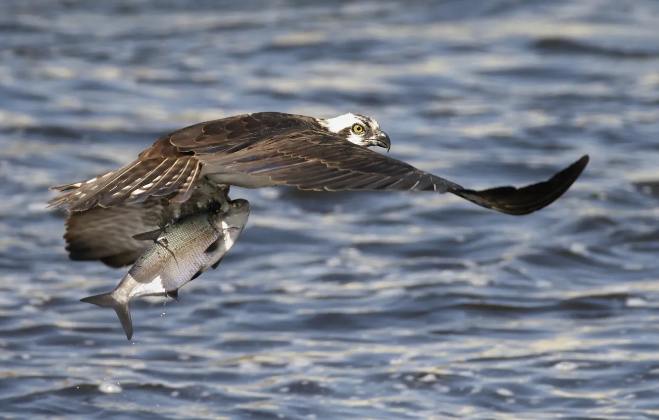 Photo wallpaper nature, fish, Osprey