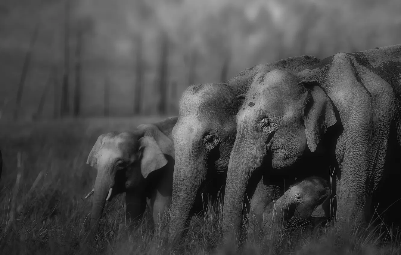 Photo wallpaper nature, elephant, Africa