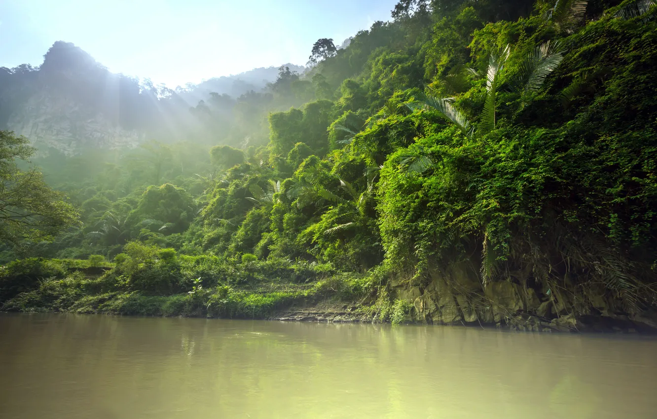 Photo wallpaper forest, tropics, river, jungle, the rays of the sun