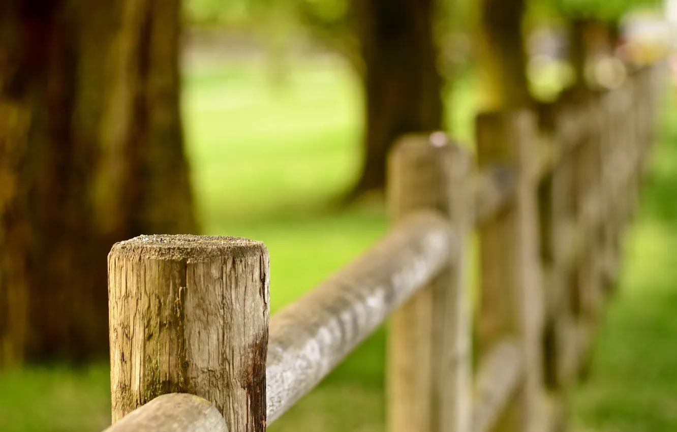 Photo wallpaper summer, macro, the fence