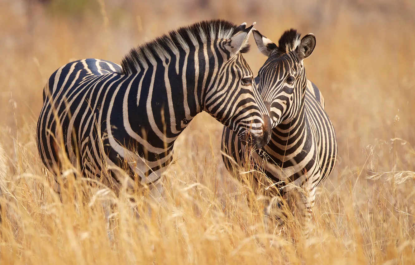 Photo wallpaper grass, a couple, Zebra