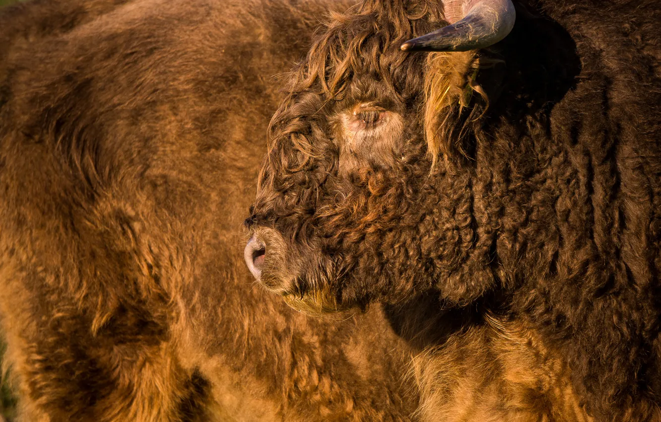 Photo wallpaper face, power, fur, Buffalo