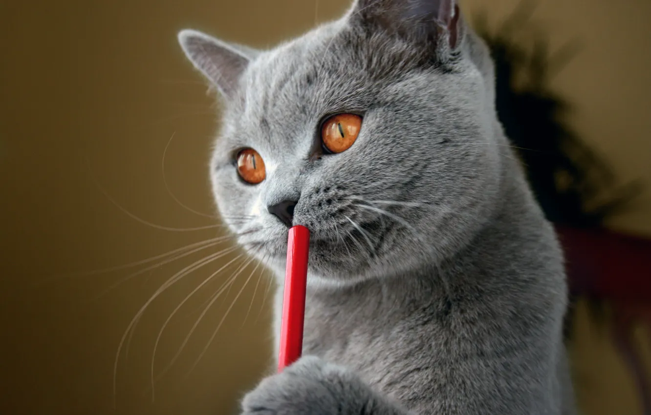 Photo wallpaper cat, British, writer