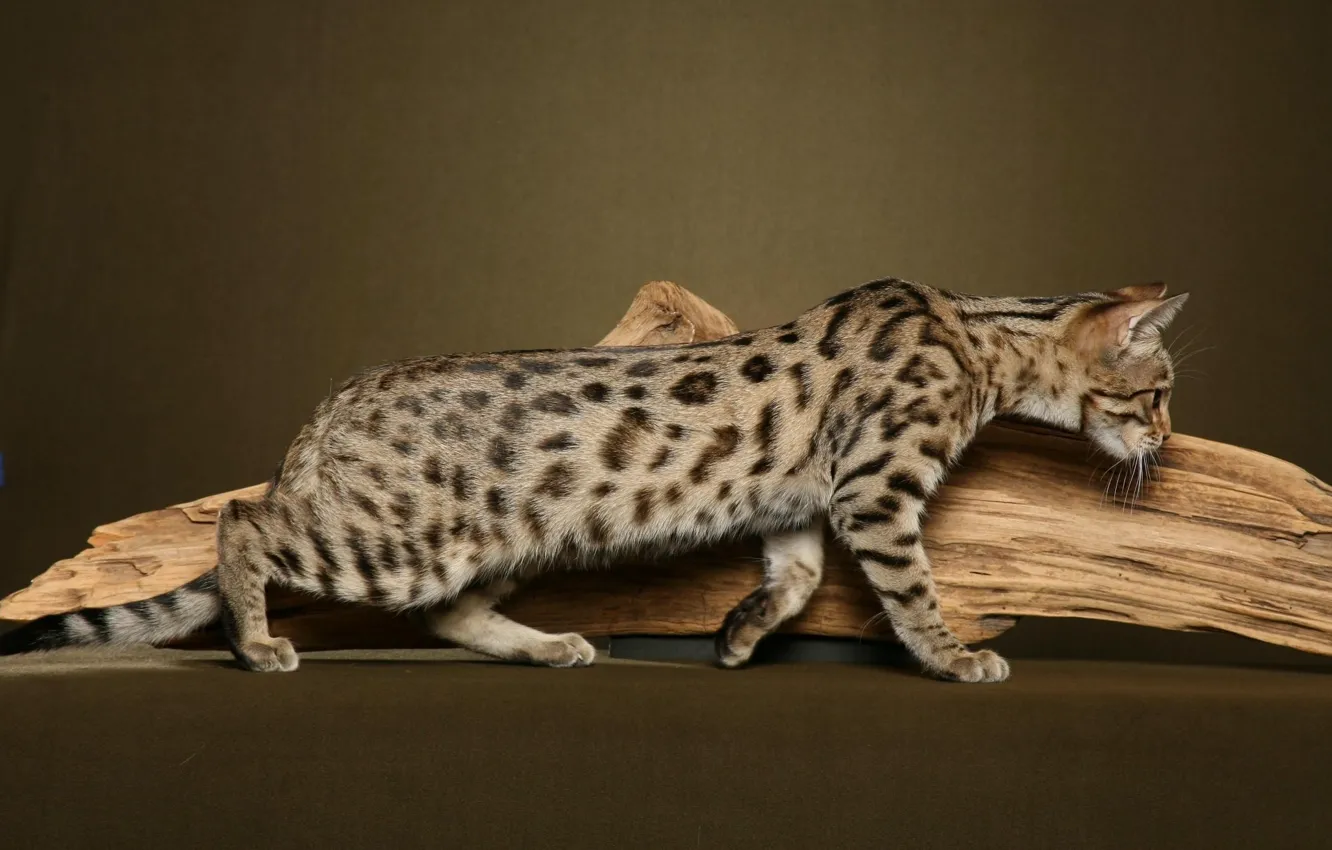 Photo wallpaper wood, cat, dots, black dots, bengal cat