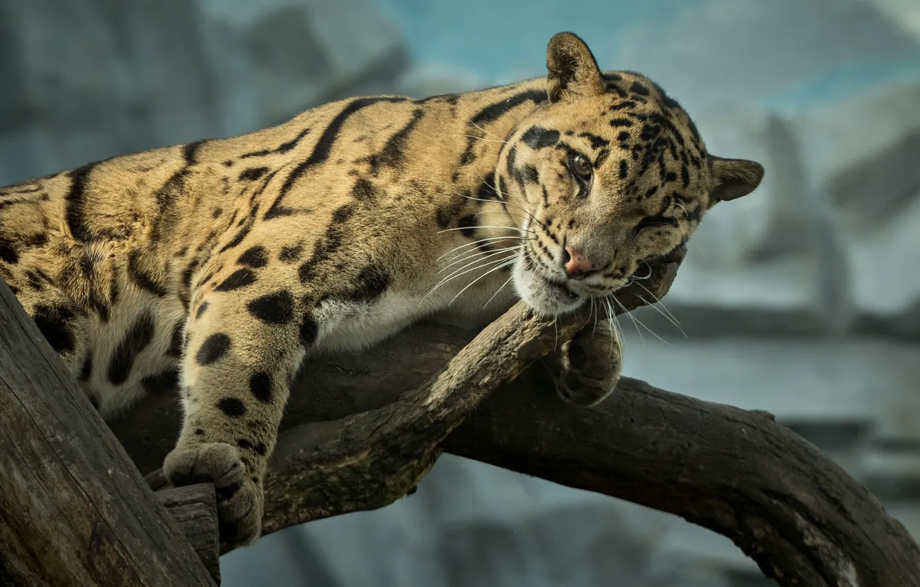 Photo wallpaper leopard, shadows, walking, towards, clouded