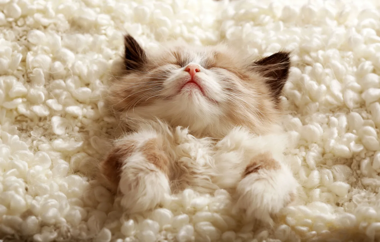 Photo wallpaper animals, cute, sleeping, cozy, adorable, furry, fluffy, Cute Kitten