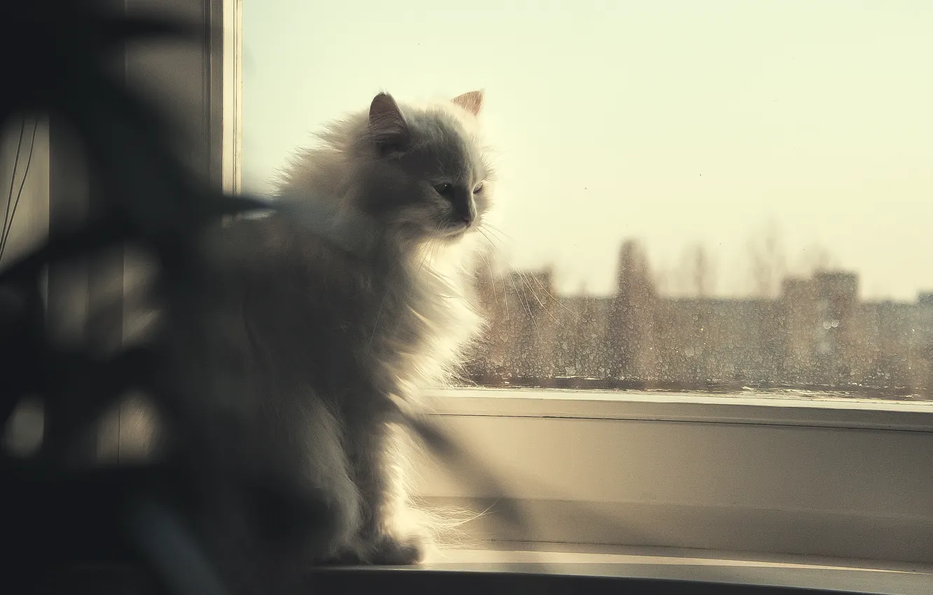 Photo wallpaper cat, eyes, look, blue, window
