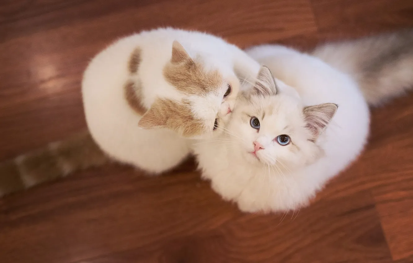 Photo wallpaper cat, look, the game, two, flooring, floor, white, a couple