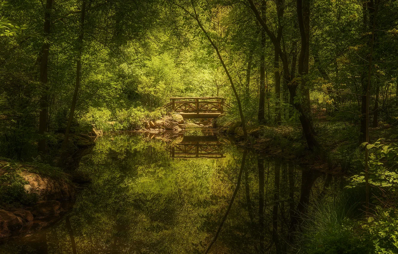 Photo wallpaper greens, forest, summer, trees, branches, lake, pond, Park