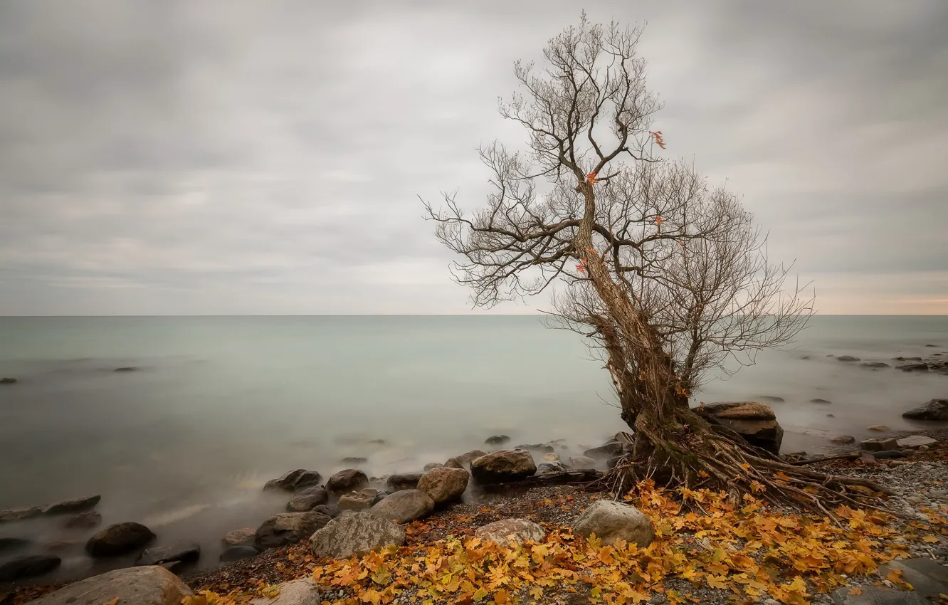 Photo wallpaper sea, autumn, tree, shore