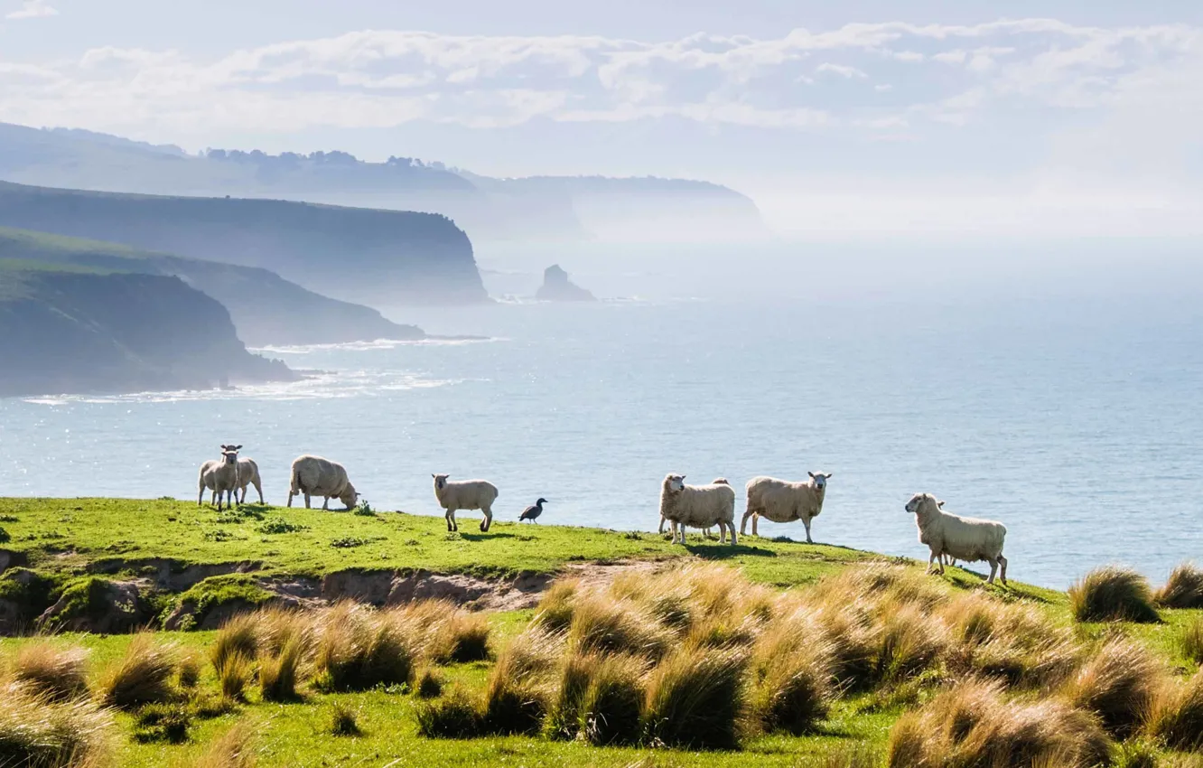Photo wallpaper the ocean, coast, sheep, New Zealand, farm, Annandale farm