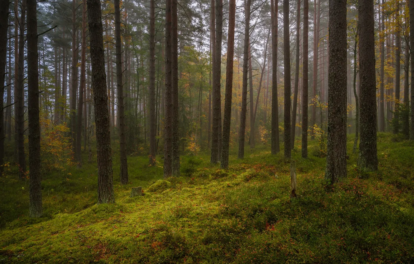 Photo wallpaper forest, morning, Oleg Baburin