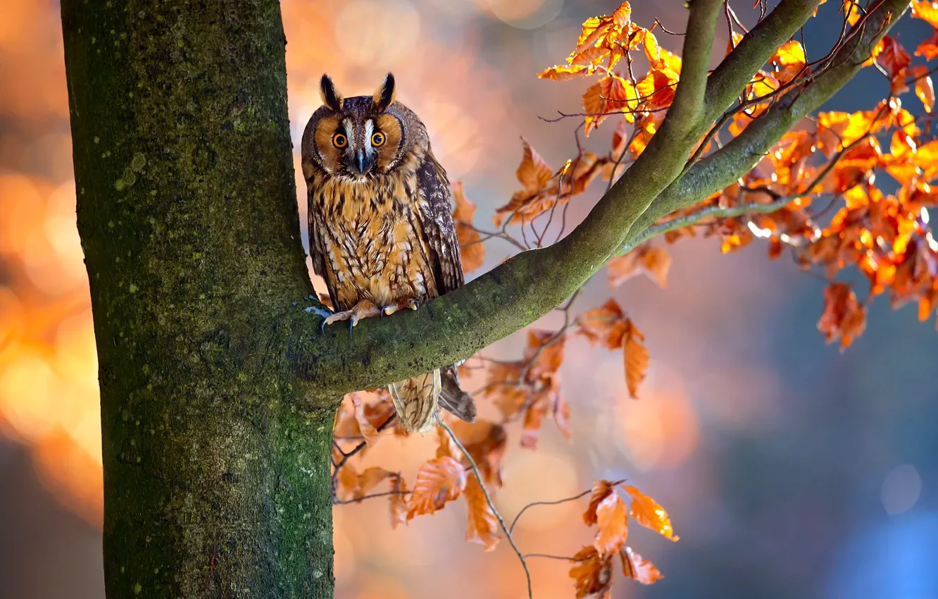 Photo wallpaper autumn, branches, tree, owl, bird, foliage