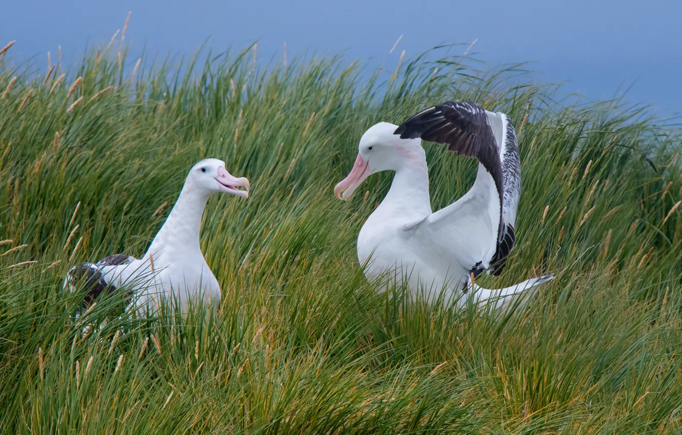 Photo wallpaper the sky, grass, bird, shore, two, seagulls, pair, lovers