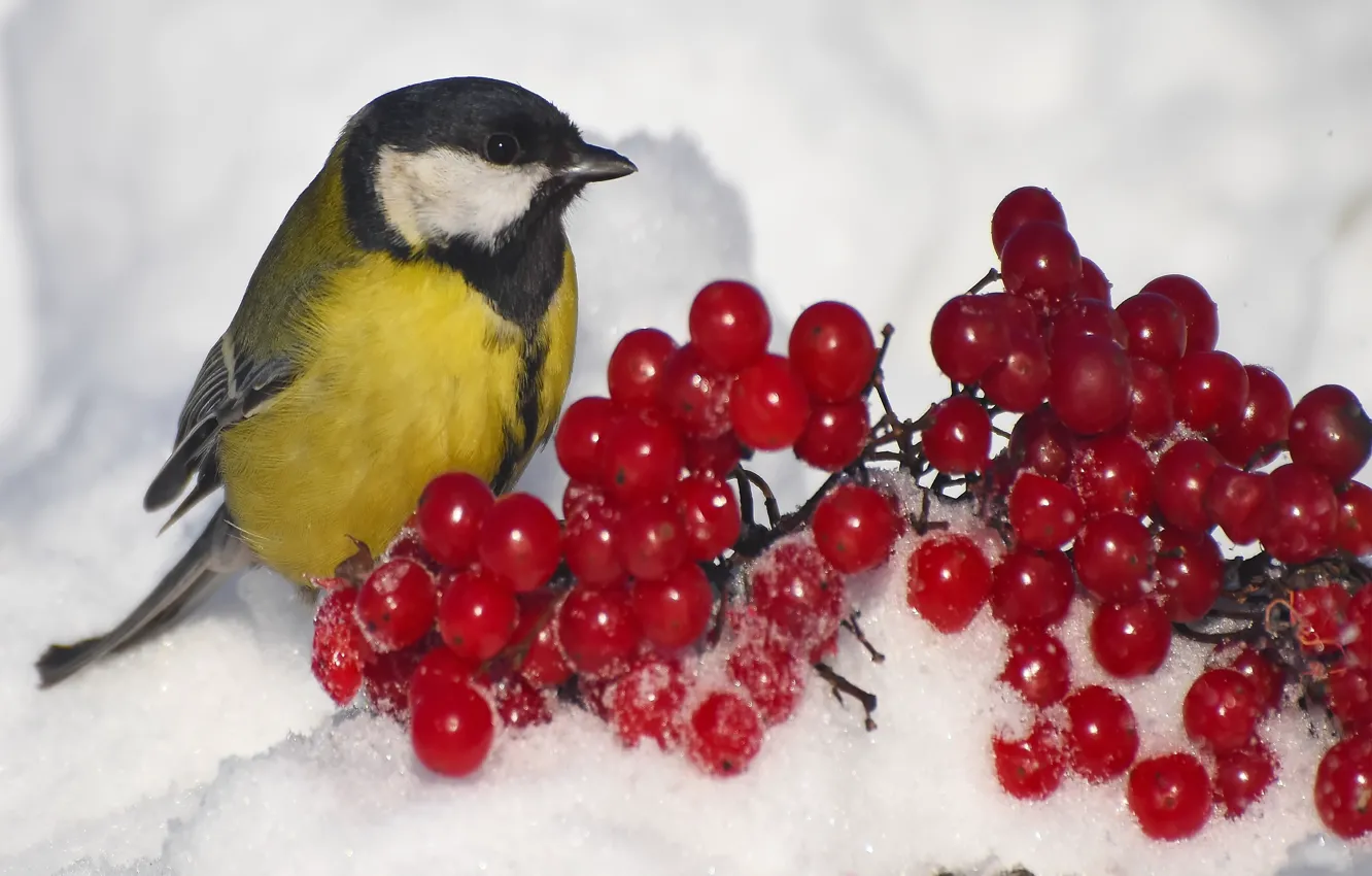 Photo wallpaper winter, bird, tit, photohunt