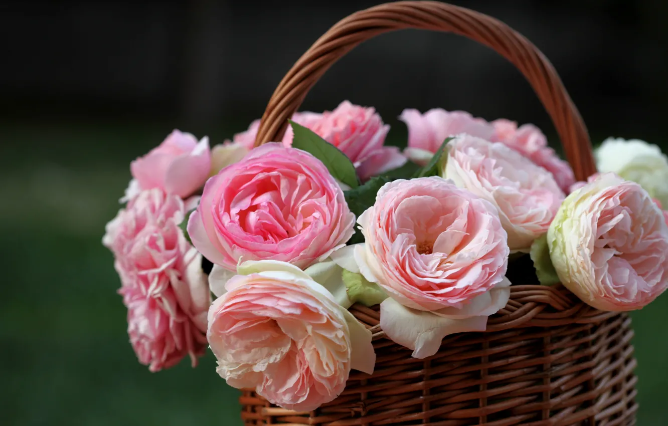 Photo wallpaper roses, basket, buds, © Elena Di Guardo