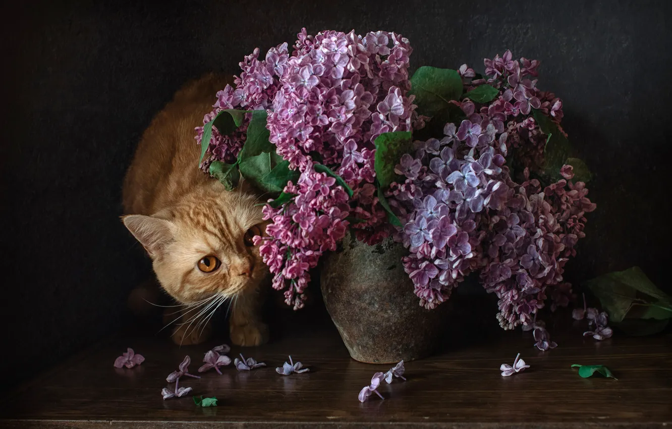 Photo wallpaper bouquet, lilac, red cat, cat