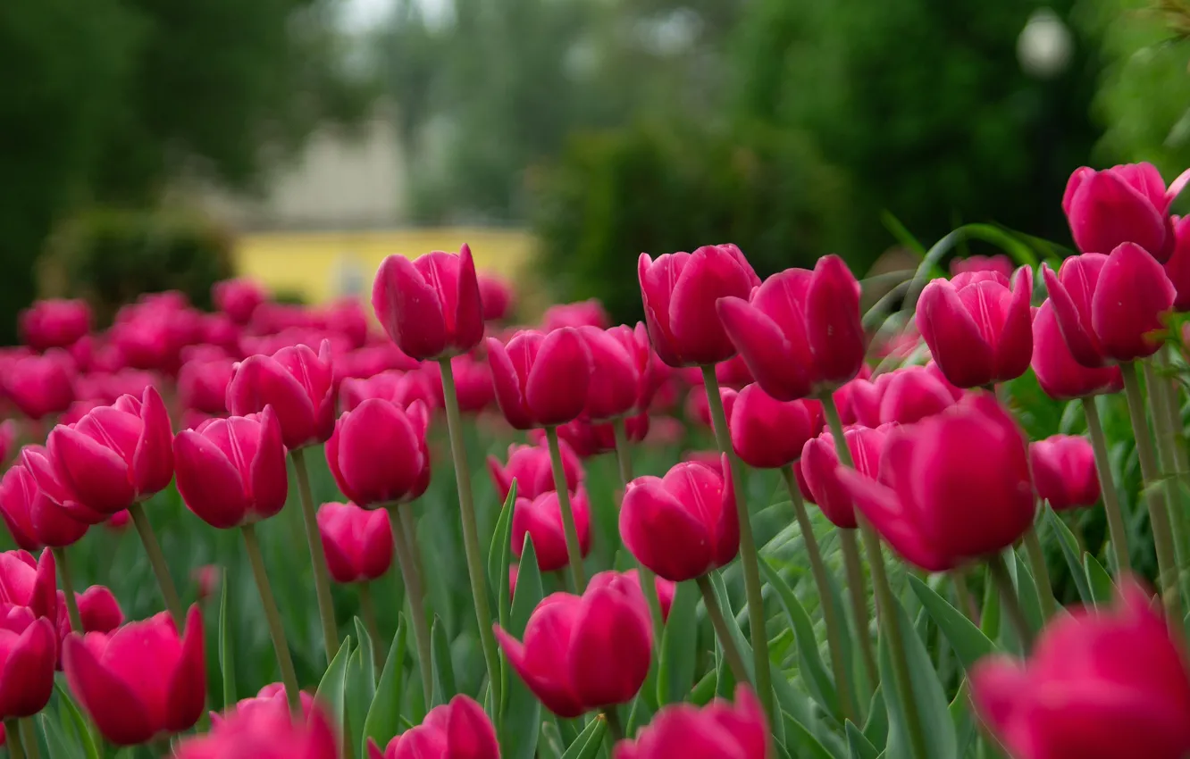 Photo wallpaper greens, flowers, spring, garden, tulips, pink, buds, flowerbed
