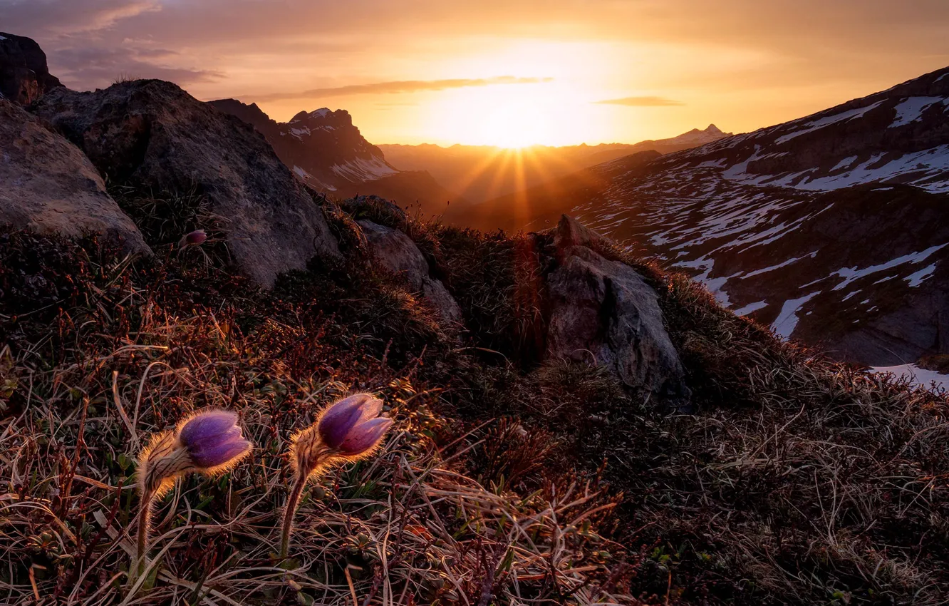 Photo wallpaper light, flowers, mountains, nature