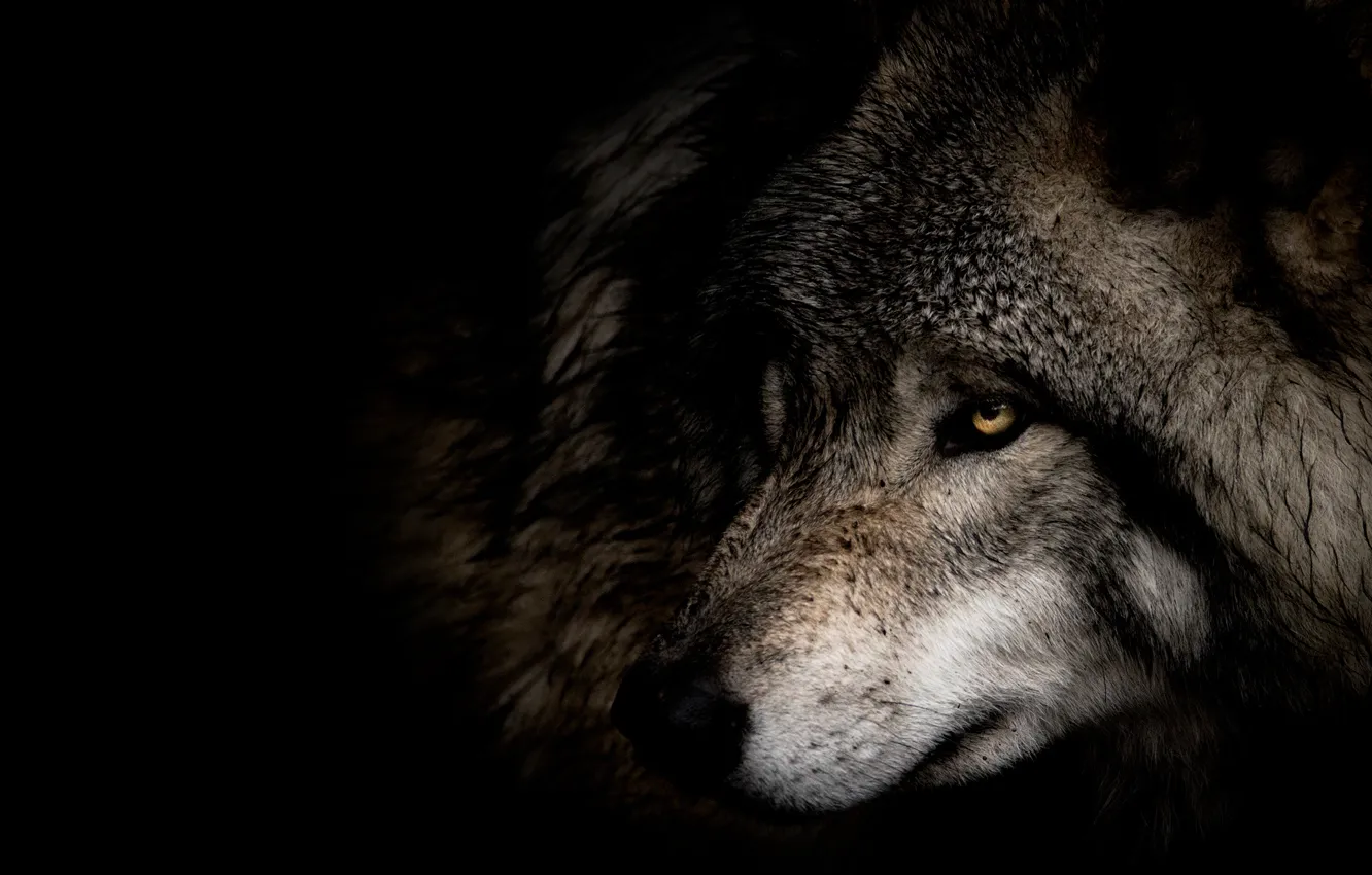 Photo wallpaper look, face, close-up, grey, wolf, portrait, profile, black background