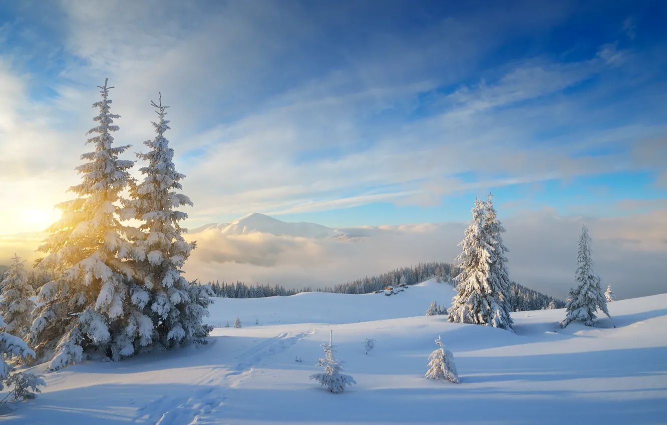 Photo wallpaper winter, forest, snow, nature, tree, forest, nature, winter