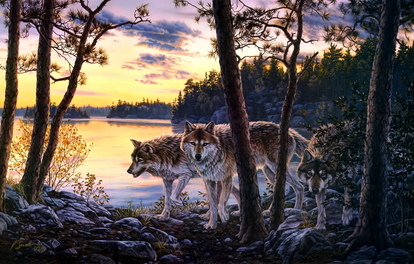 Photo wallpaper forest, sunset, branches, shore, figure, wolf, pack, picture